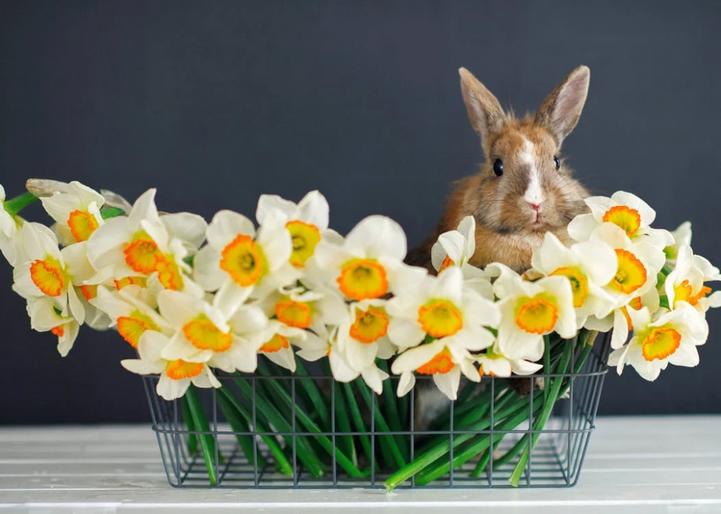 Why Rabbit is Considered a Musthave Symbol of Easter Callie blog
