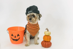Read more about the article 80+ Halloween Dog Names That Are Both Exciting And Spooky