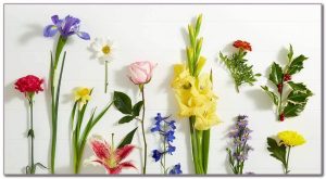 Read more about the article Each Month Birth Flower: What’s My Birth Flower?