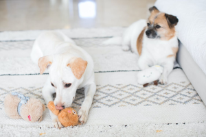 Read more about the article Why Do Dogs Like Squeaky Toys?