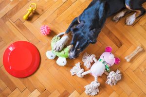 Read more about the article The Ultimate Guide: Top 10 Best Dog Toys for Your Furry Friend