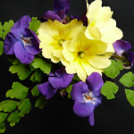 February Birth Flowers: Violets and Primroses