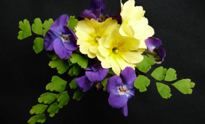 violets promrose