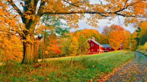 +30 Quotes to Appreciate The Beauty of Autumn