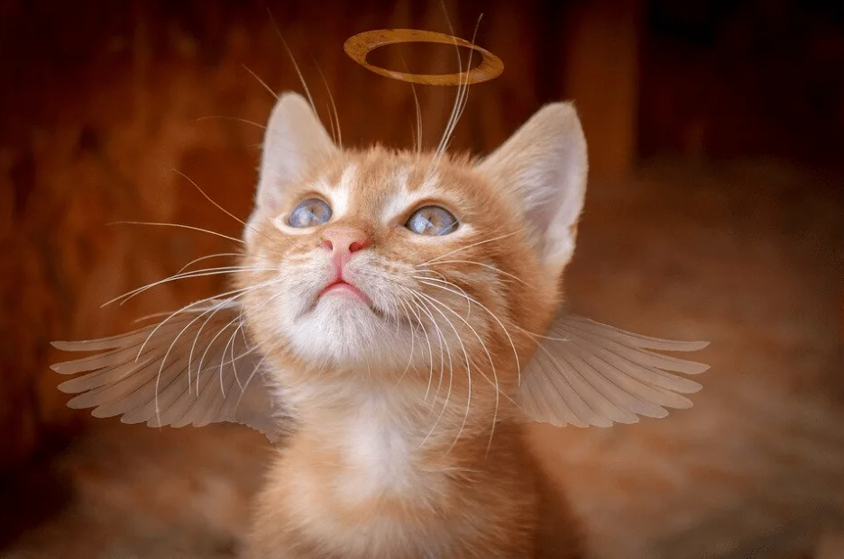 9 Different Ways to Honor a Cat That Passed Away